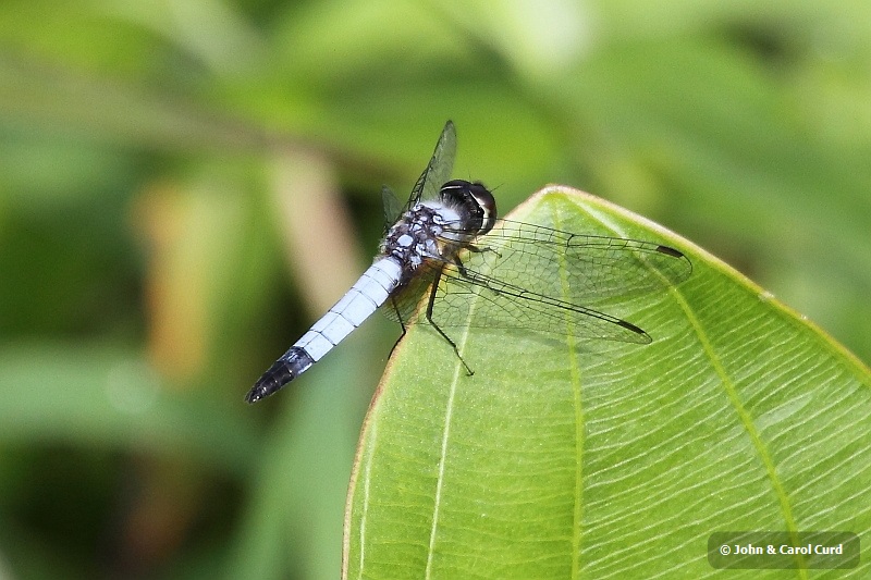 J01_2046 Aethriamanta gracilis.JPG